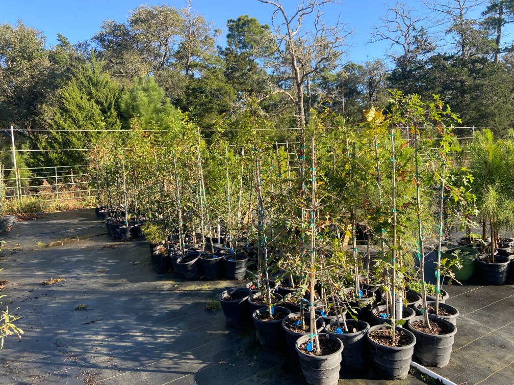 overcup oak and nuttall's oak liners at terra sombra farms on december 22 2021