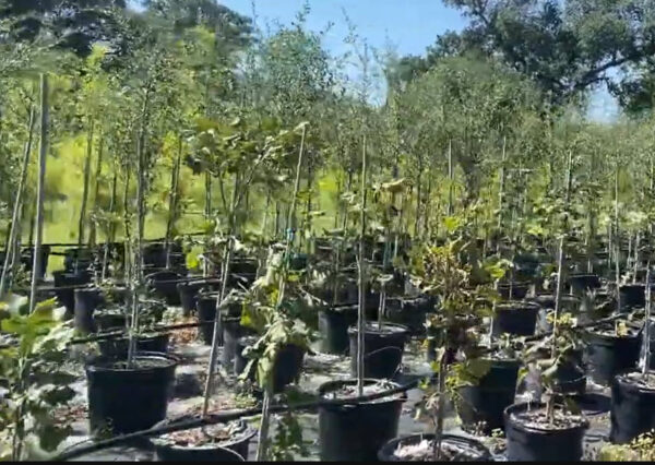 15-gal burr oak inventory