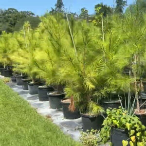 loblolly pine 15 gal trees for sale