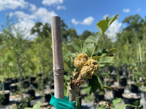 terra sombra farms burr oak tree acorn buds on 15-gallon container trees in october 2022