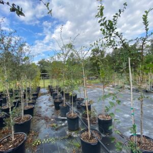 terra sombra farms cedar elm tree inventory in 15-gallon containers as of october 2022