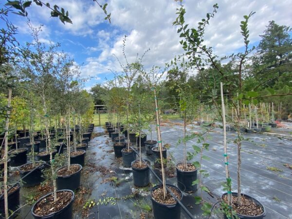 terra sombra farms cedar elm tree inventory in 15-gallon containers as of october 2022