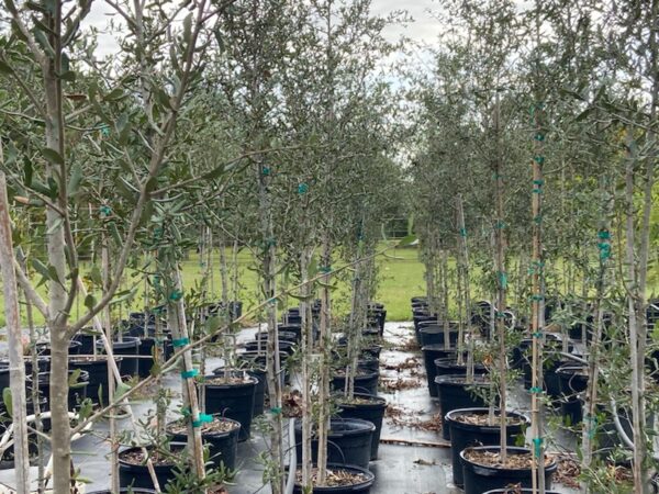 live oak 15 gal trees at terra sombra farms in columbus tx
