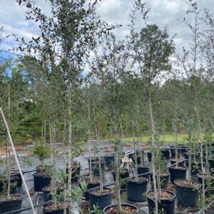 live oak 15 gal trees at terra sombra farms near houston tx