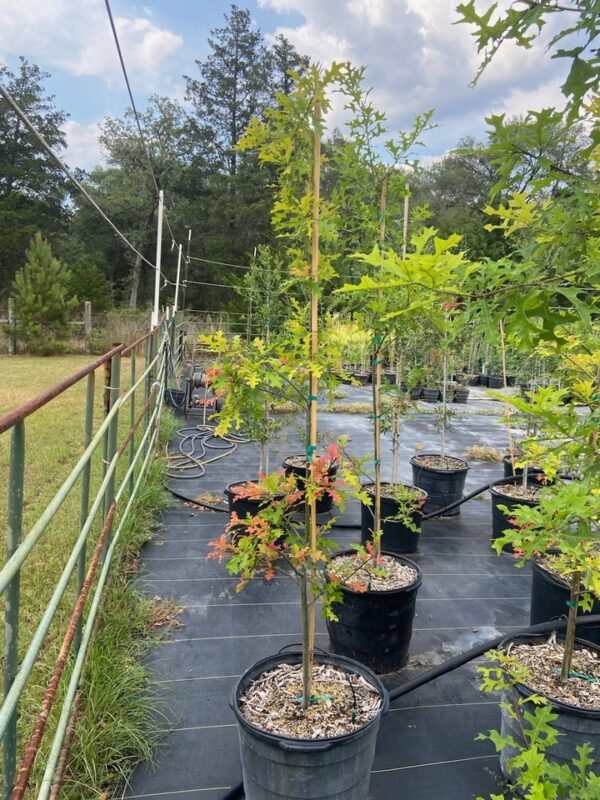 terra sombra farms nutall sangria variety oak tree inventory in 15-gallon containers as of october 2022