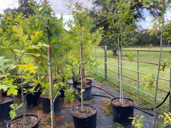 terra sombra farms nutall sangria variety oak trees in 15-gallon containers as of october 2022