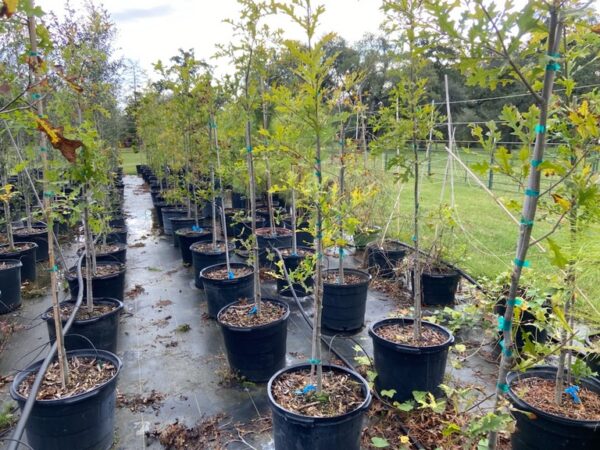 terra sombra farms overcup oak trees in 15-gallon containers as of october 2022