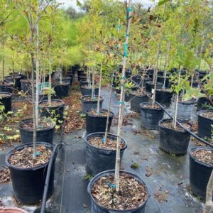 terra sombra farms overcup oak tree inventory in 15-gallon containers as of october 2022
