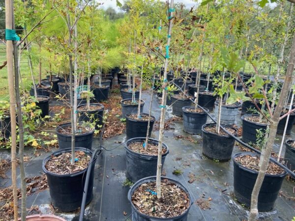 terra sombra farms overcup oak tree inventory in 15-gallon containers as of october 2022