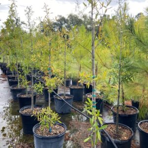 terra sombra farms willow hightower oaks trees in 15-gallon containers as of october 2022