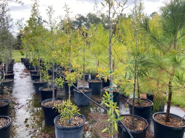 terra sombra farms willow hightower oaks trees in 15-gallon containers as of october 2022