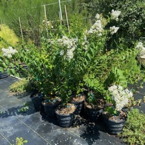 lagerstroemia sarahs favorite white crape myrtle