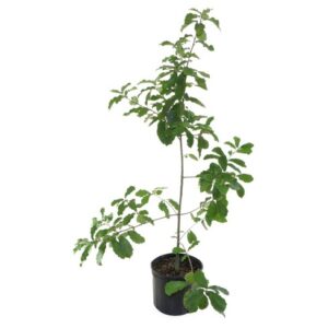 mexican white oak (quercus polymorpha) in 3-gallon pot