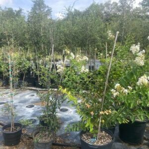 terra sombra farms crape myrtle white sarahs favorite in 15-gallon pots